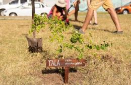 Contribuyentes con árboles en las veredas recibirán un descuento adicional en la tasa