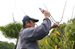 Capacitación de poda de arbolado urbano
