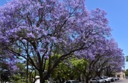 La belleza del jacarandá es protagonista del paisaje