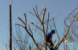 Las podas del arbolado público en veredas propias continúan suspendidas
