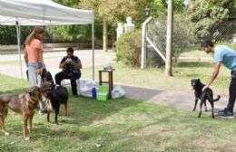 Mascotas inmunizadas ante el hallazgo de un murciélago con rabia