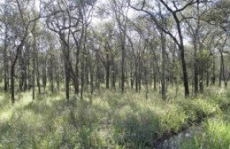 Se realizará una reunión informativa sobre bosques nativos