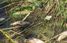 Masiva mortandad de peces en la laguna de Chascomús