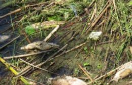 Masiva mortandad de peces en la laguna de Chascomús