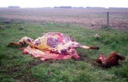 Carnearon nueve terneros de un campo en Gándara