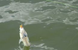 Comienza la veda para la pesca del pejerrey
