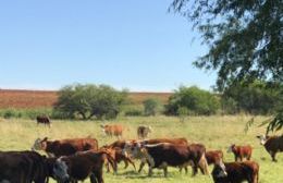 Robaron vacunos de un campo frente al Martín Fierro