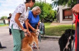 Durante la primera semana de la campaña antirrábica fueron inmunizadas más de mil mascotas