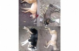 Denuncian envenenamiento de perros en el Barrio Iporá