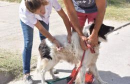 Comenzó la vacunación de perros y gatos