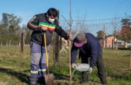 Plantaron más de 40 ejemplares de fresnos en distintas plazas de la ciudad