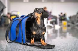 Viajar a Mar del Plata con perros: opciones pet friendly