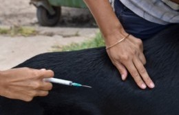 Bloqueo sanitario tras el hallazgo de un murciélago con rabia