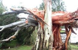 El temporal causó destrozos en Monte