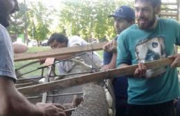 Encuentran gliptodonte al borde del río Salado