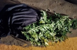 Interceptan a joven que circulaba con plantas de marihuana