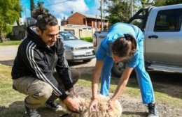 Últimas jornadas de la campaña de vacunación antirrábica