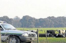 Actuaciones por la presencia de animales sueltos en la ruta