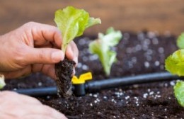 Comienzan las charlas sobre huertas de la temporada otoño-invierno