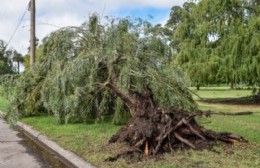 Sin evacuados pero con una importante caída de árboles, ramas y cables cortados