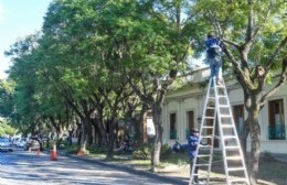 Capacitación para podadores de arbolado urbano