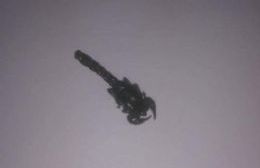 Aparecieron alacranes en Chascomús