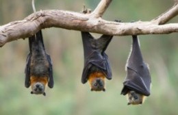 Hallazgo de murciélagos infectados: extreman medidas de prevención contra la rabia