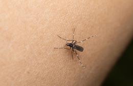 La prevención del dengue se realiza todo el año