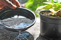 Tras las lluvias, instan a reforzar las medidas de prevención del dengue