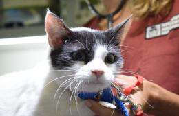 Turnos para castraciones de pequeños animales