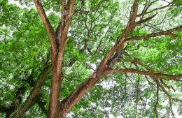 Falleció un hombre que estaba podando un árbol y cayó de una escalera