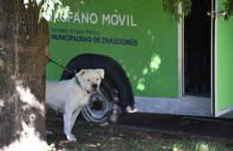 Continúa el programa de castraciones para mascotas