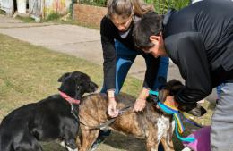 Campaña de vacunación antirrábica: más de 2.500 mascotas inmunizadas